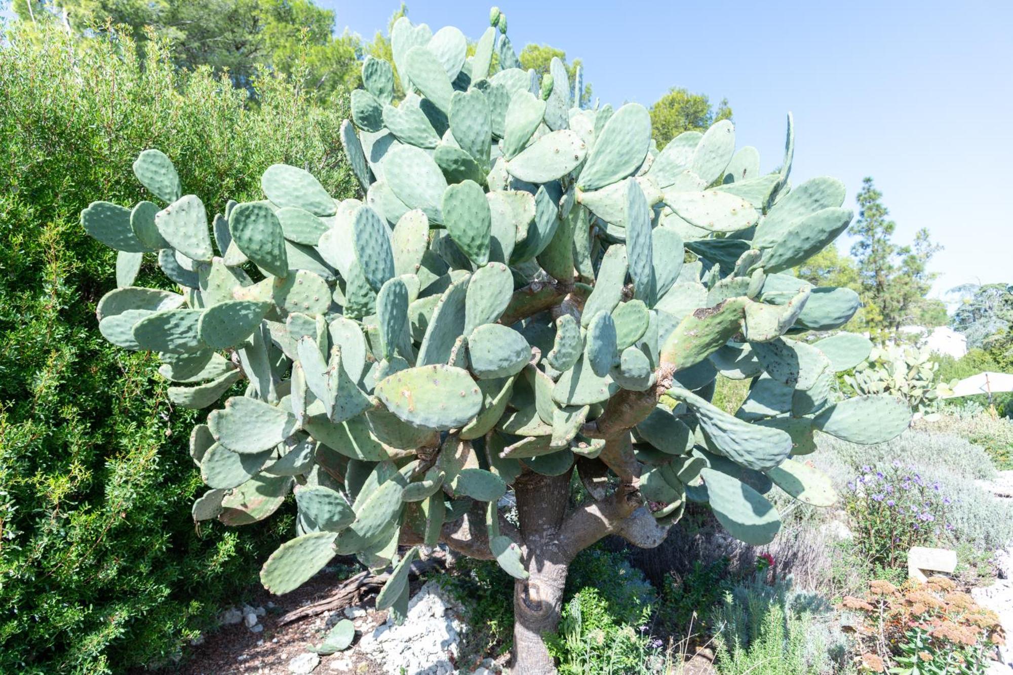 Masseria Caliani Borgagne Dış mekan fotoğraf
