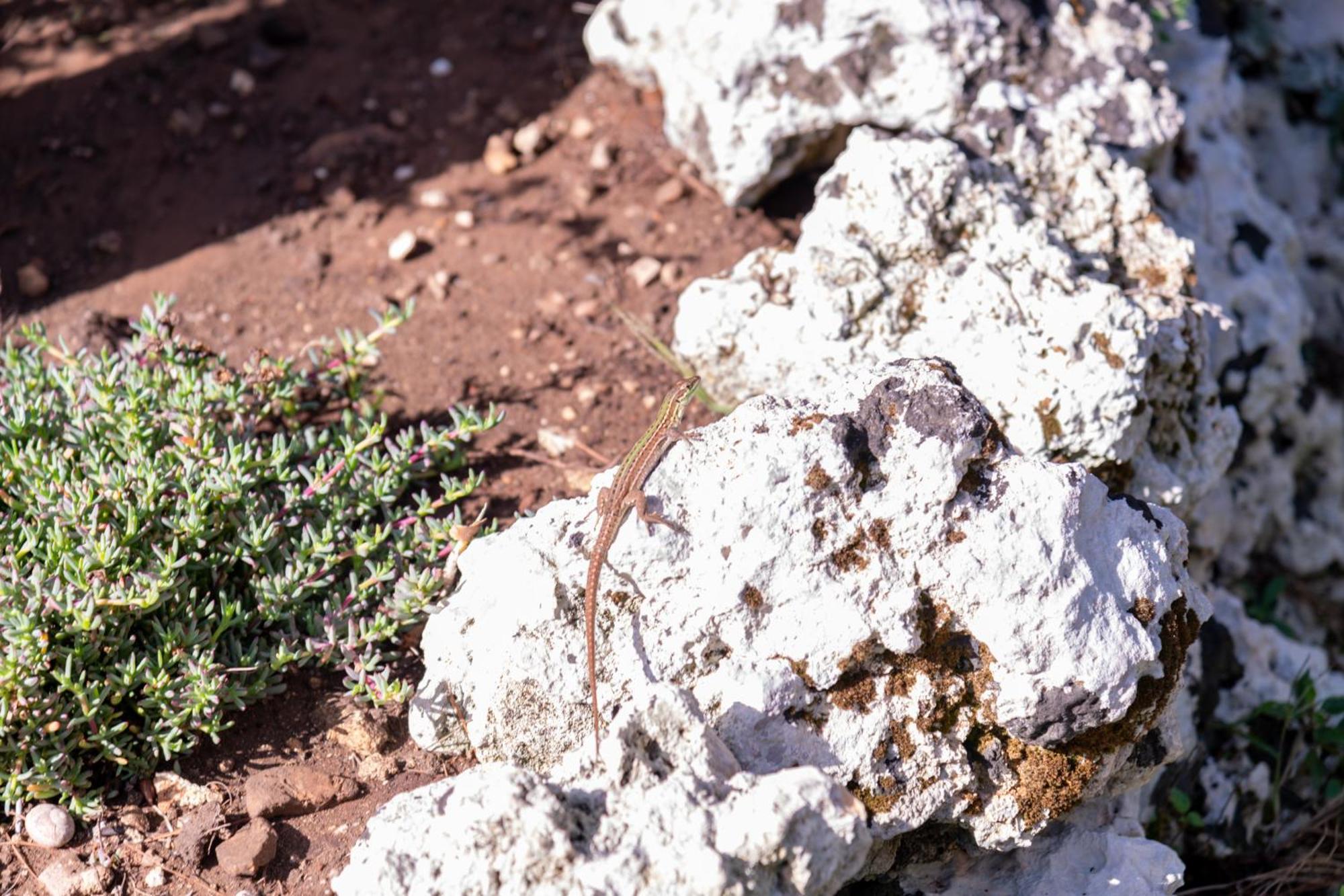 Masseria Caliani Borgagne Dış mekan fotoğraf